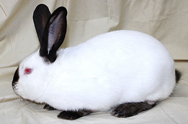                    Californien – photo Philippe GINFRAY