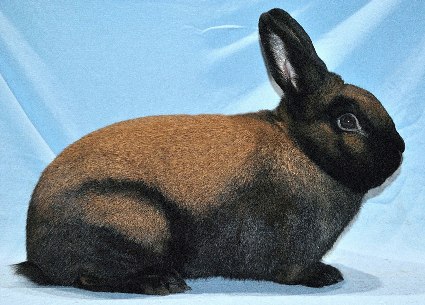 Chamois de Thuringe – photo Eddy MAYEUR 