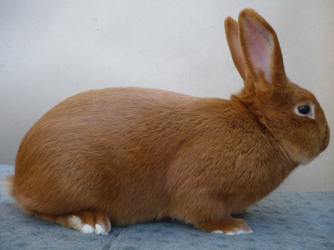 Fauve de Bourgogne mâle – photo Aimé RAULAIN