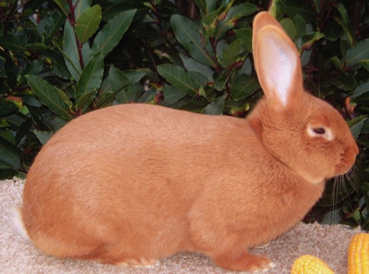                   Femelle – photo Aimé RAULAIN