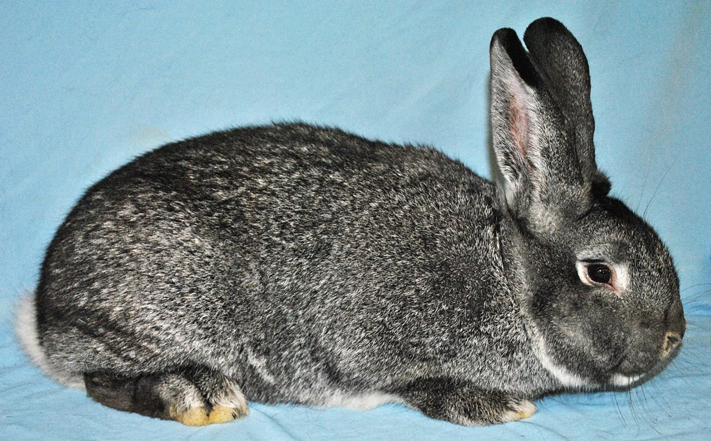 Grand Chinchilla – photo Eddy MAYEUR