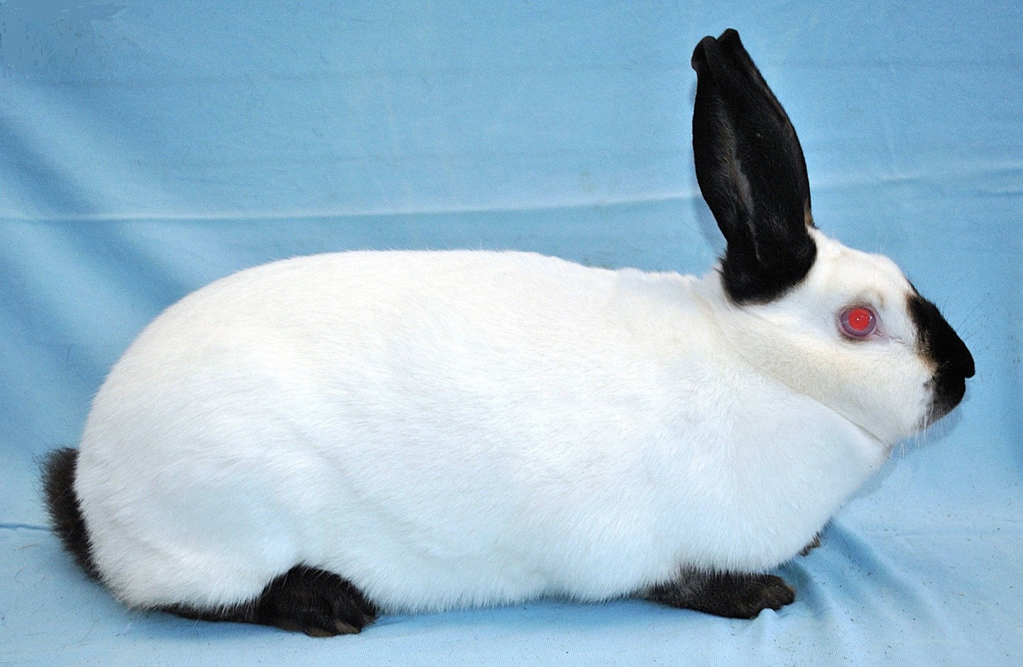 Grand Russe – photo Eddy MAYEUR