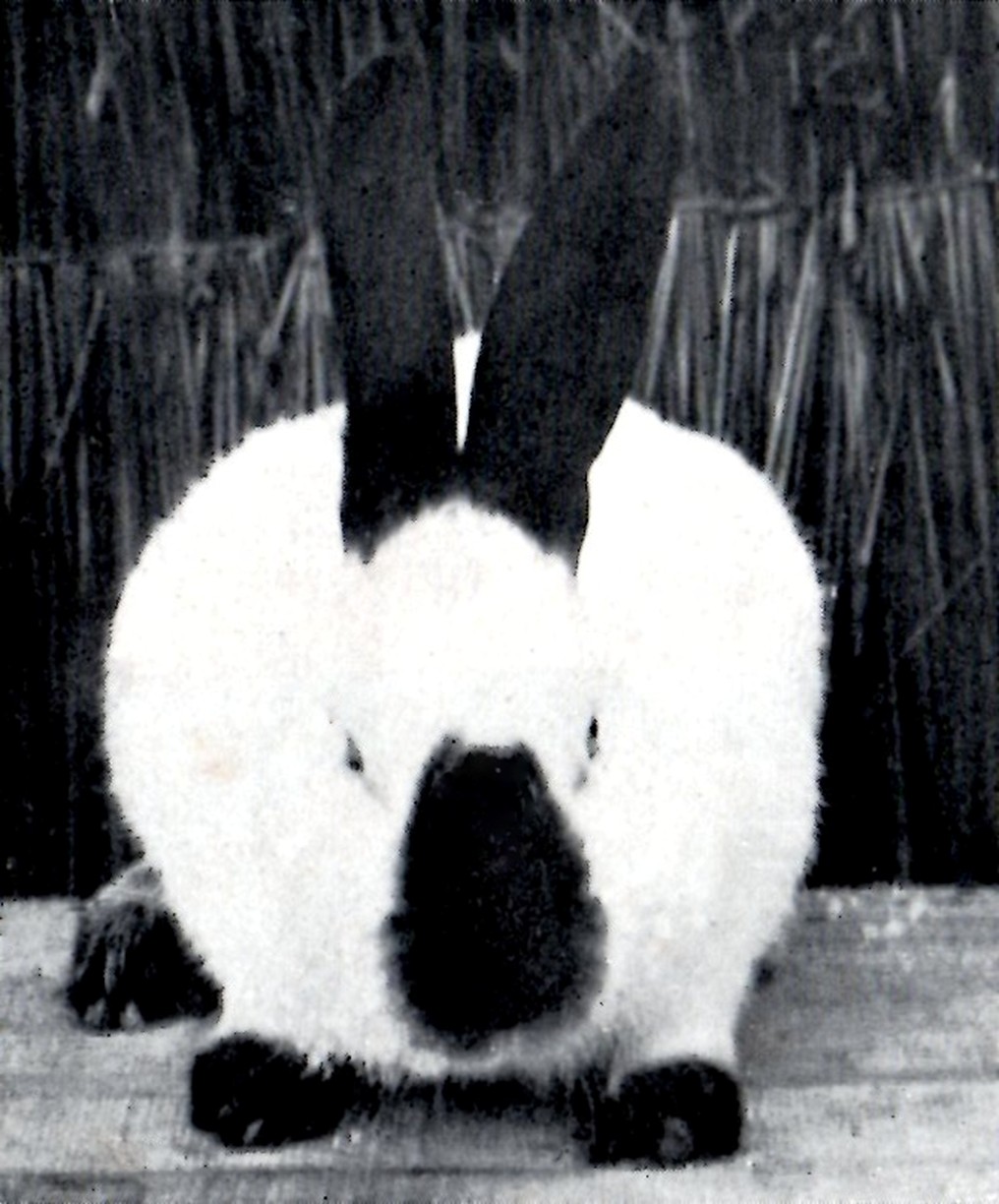 Grand Russe à J. LEMARIE – Vie à la Campagne avril 1923