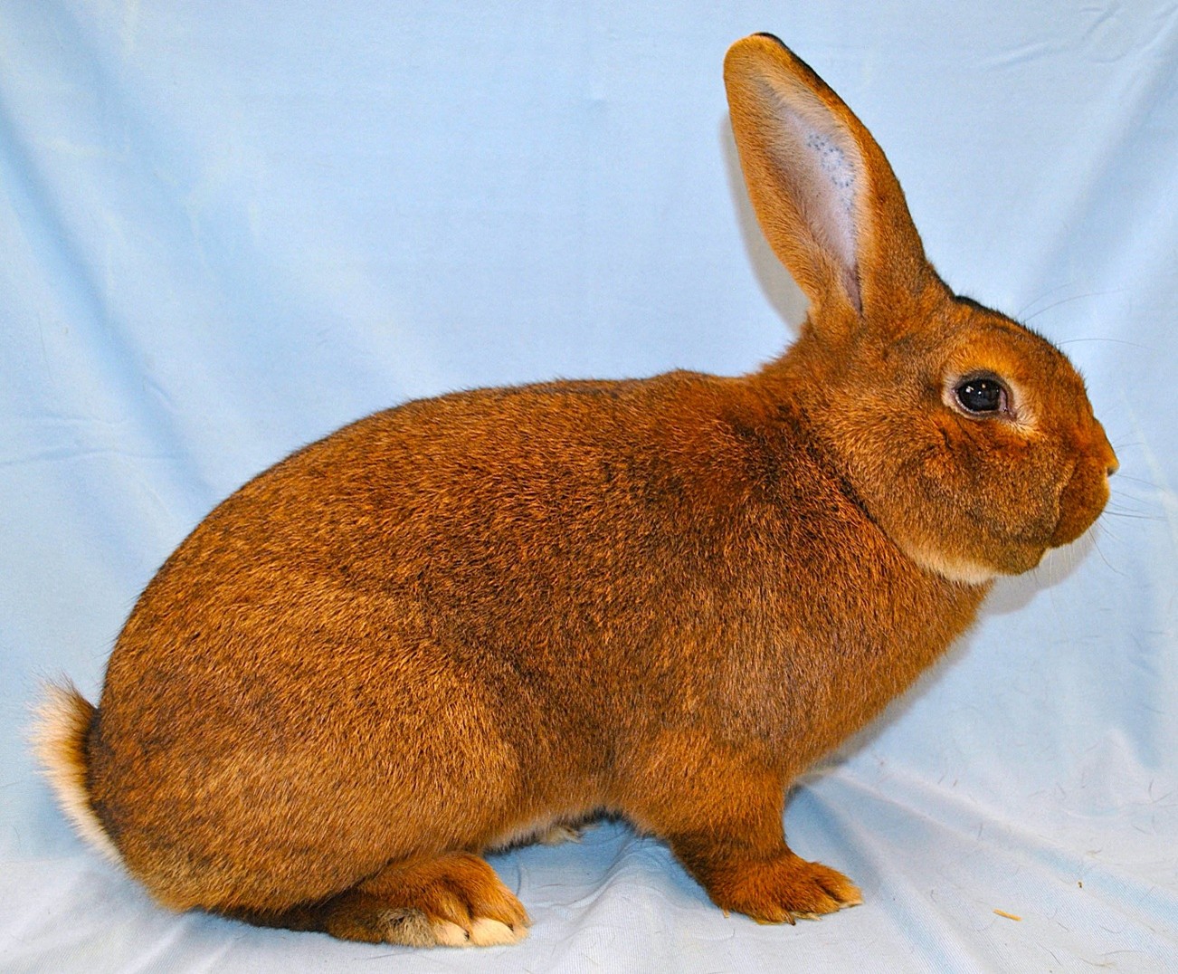                    Gris de l’Artois – photo Eddy MAYEUR