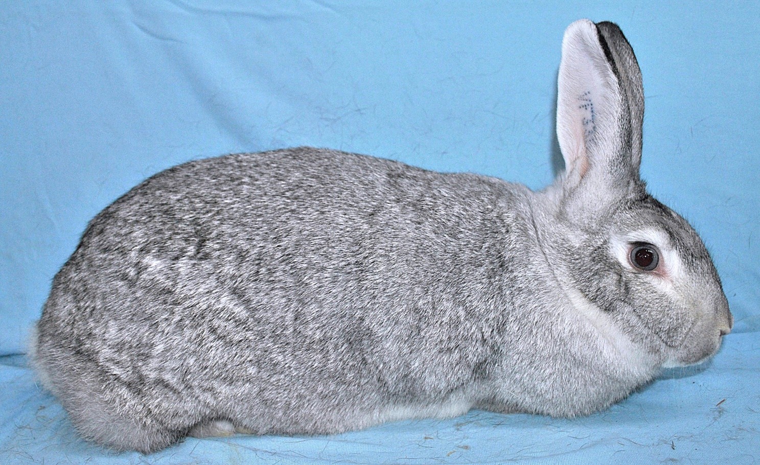                   Gris de Touraine – photo Eddy MAYEUR
