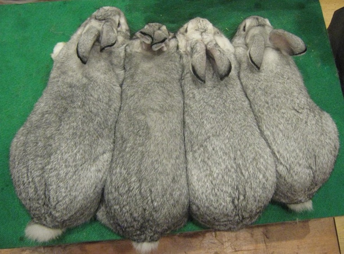 Bonne coloration du manteau – préférence pour les deux sujets de droite