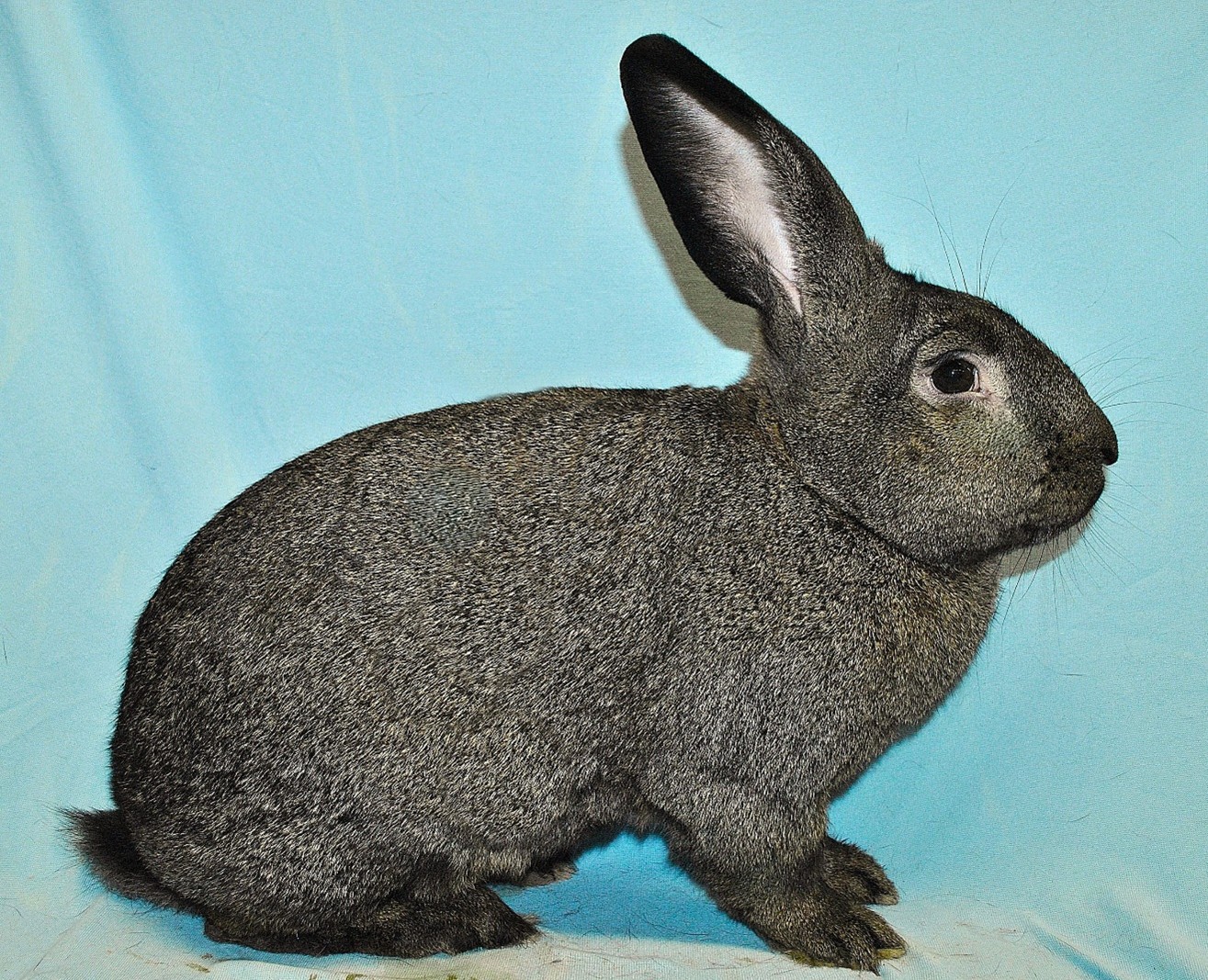                    Gris du Bourbonnais – photo Eddy MAYEUR