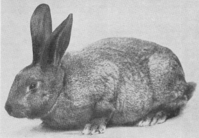 Gris du Bourbonnais à M. CHAPONNAUD – Vie à la Campagne avril 1924