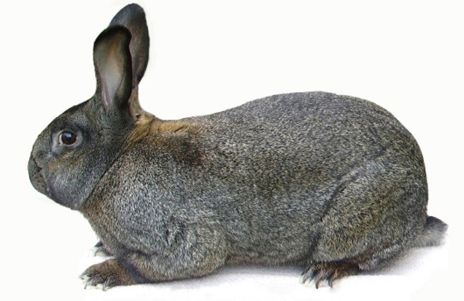 Photo Association du Lapin Gris du Bourbonnais