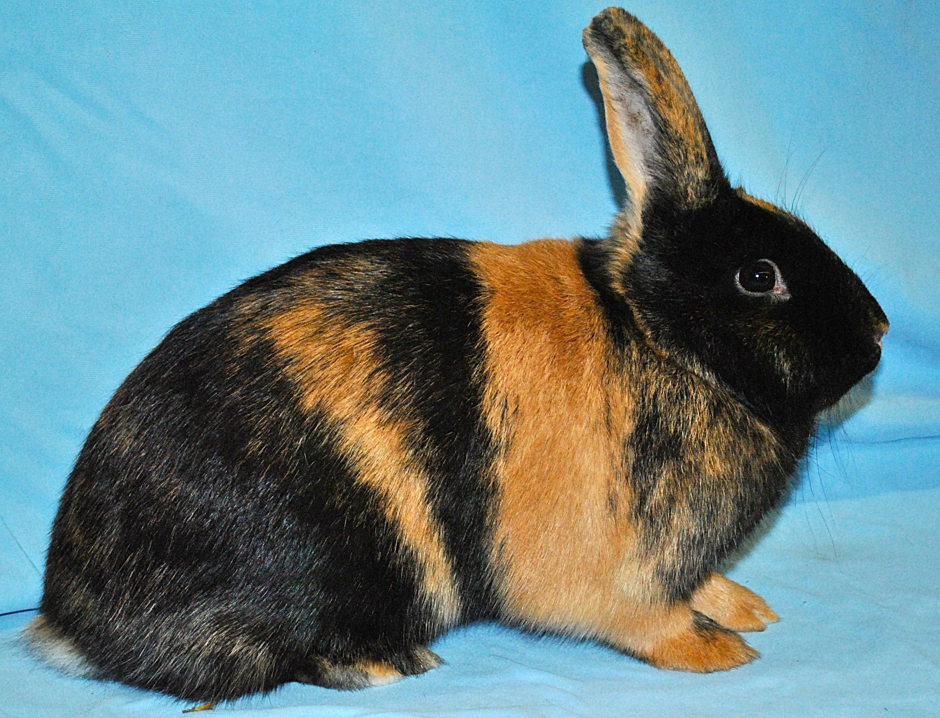  Japonais -  Photo Eddy MAYEUR