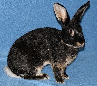 Lapin Chèvre -  Photo Pascal RUMMELIN