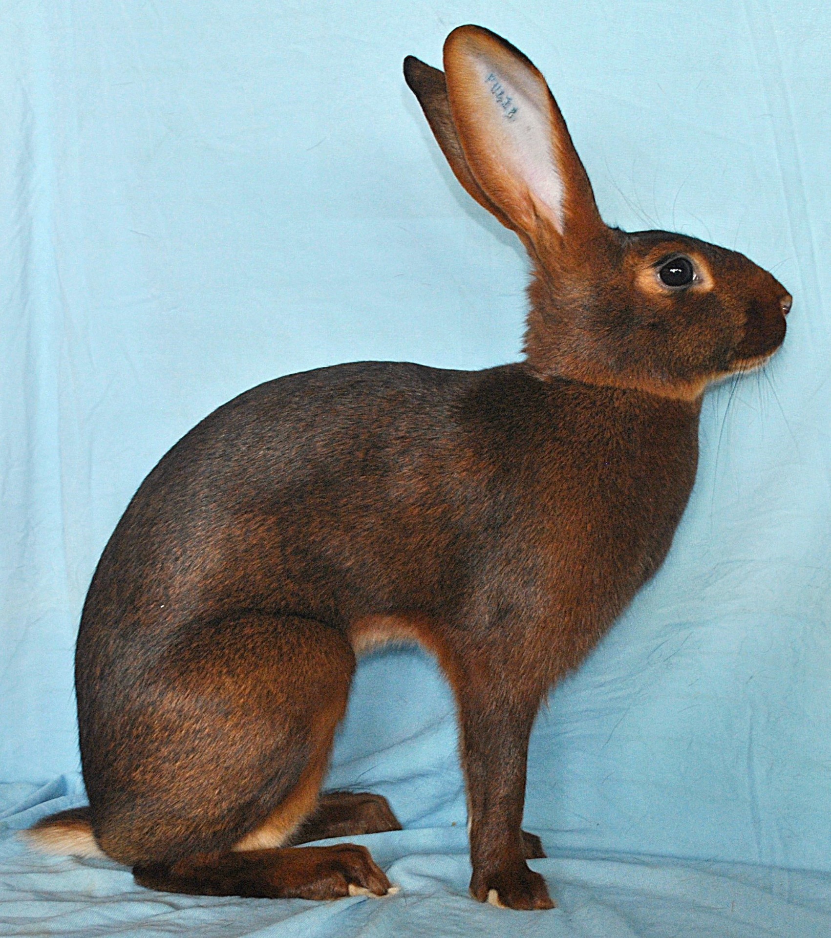 Lièvre Belge roux – photo Eddy MAYEUR