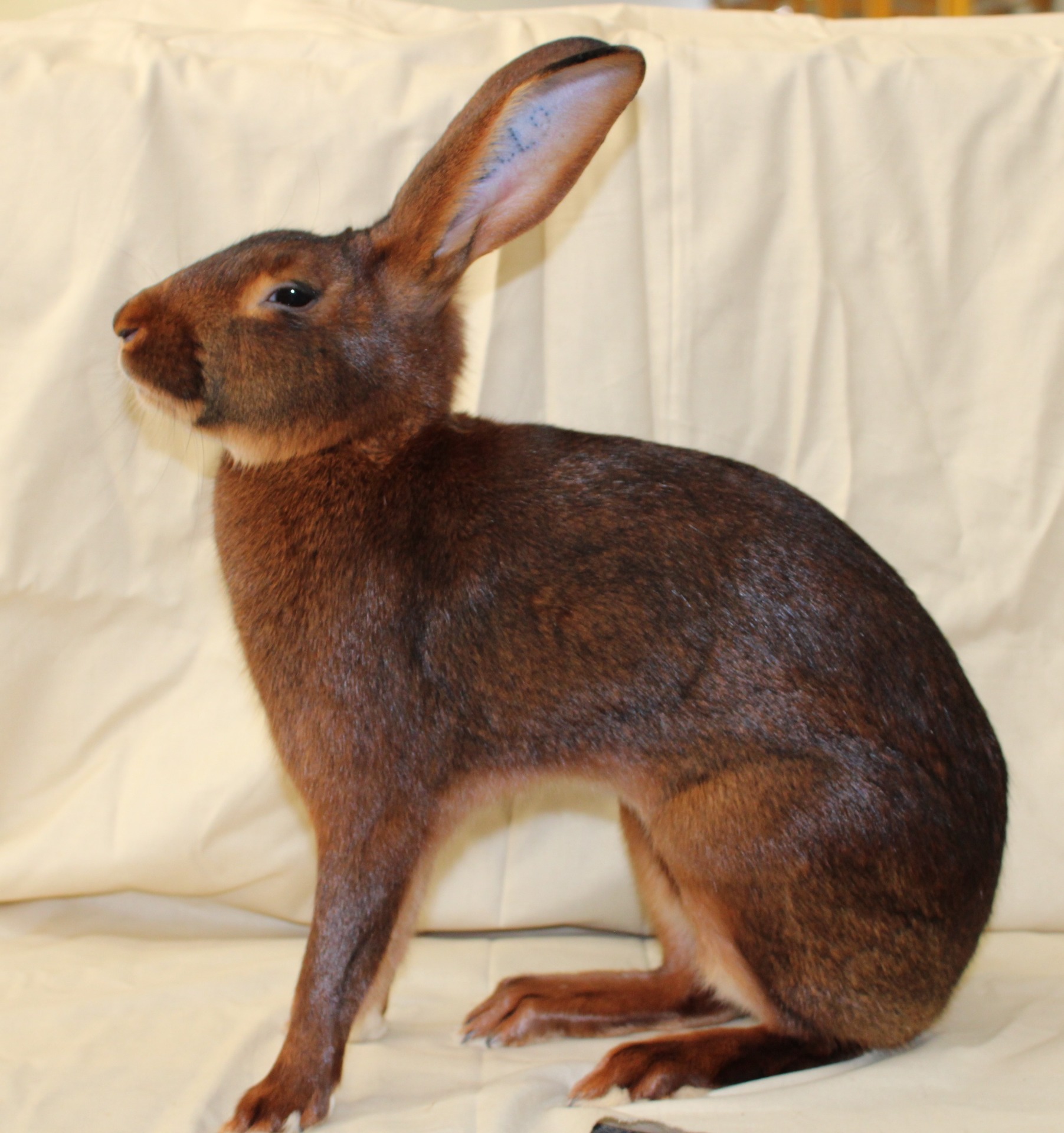 Variété « roux » - Philippe GINFRAY