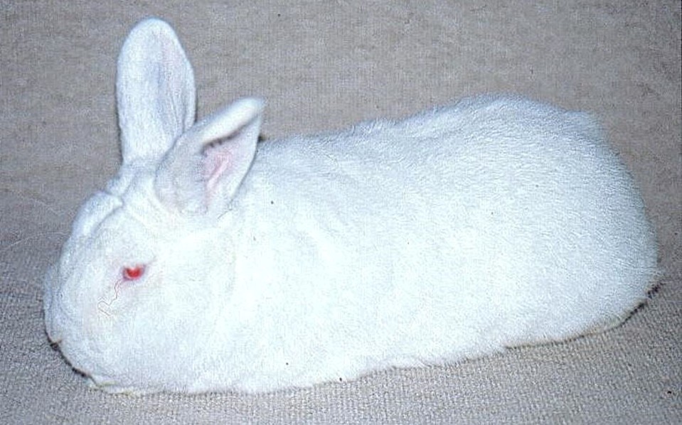                    Néo-Zélandais – photo Samuel BOUCHER