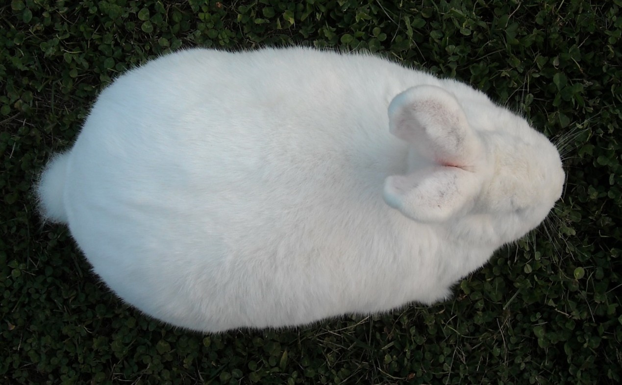  Vue de dessus – photo Jean-Jacques MENIGOZ