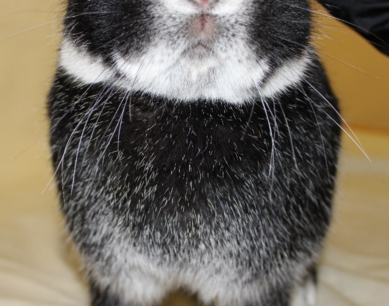 Très belle coloration de la poitrine – photo Philippe GINFRAY