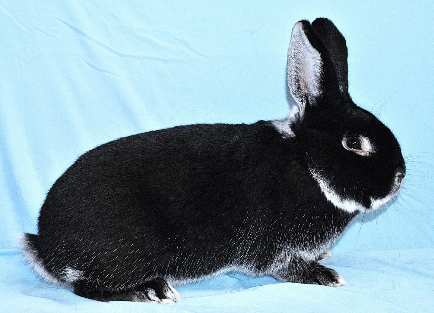 Noir et Blanc – photo Eddy MAYEUR