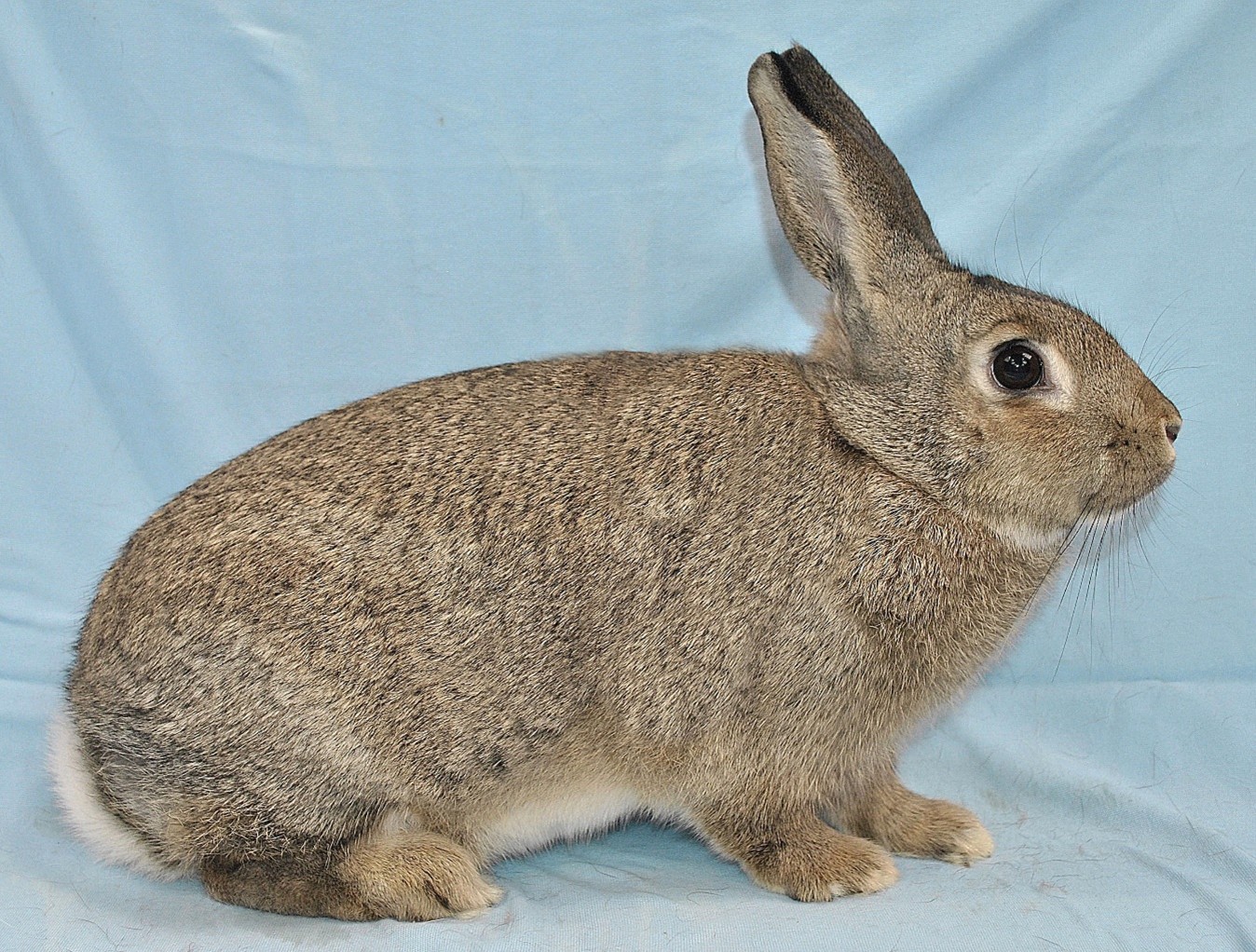 Normand femelle – photo Eddy MAYEUR