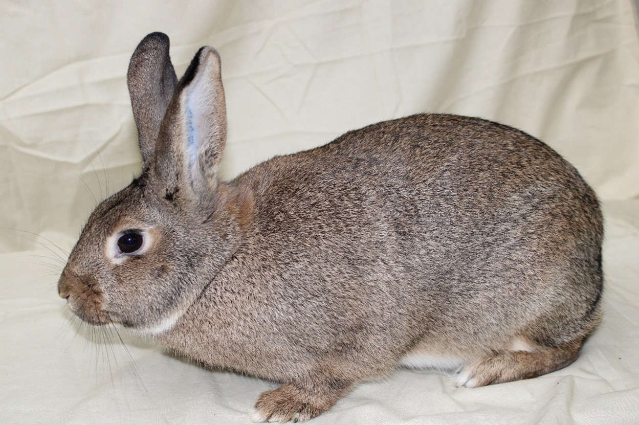 Mâle – photo Philippe GINFRAY