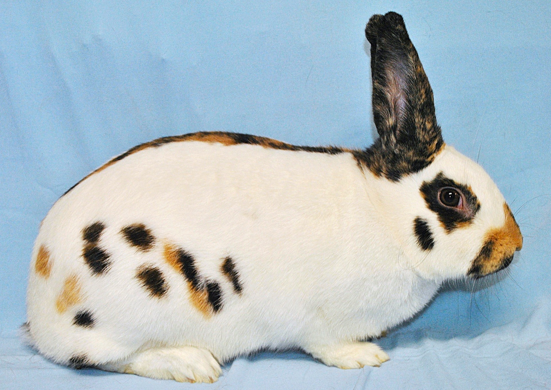 Petit Papillon  -  Photo Eddy MAYEUR