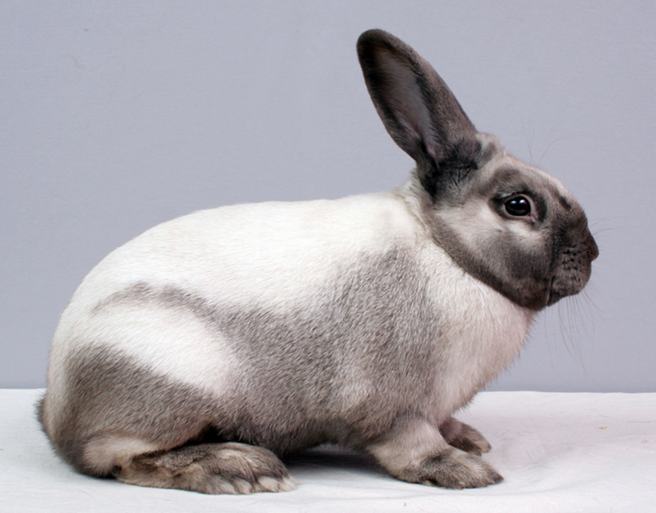 Sallander – photo  W. HOEKSTRA