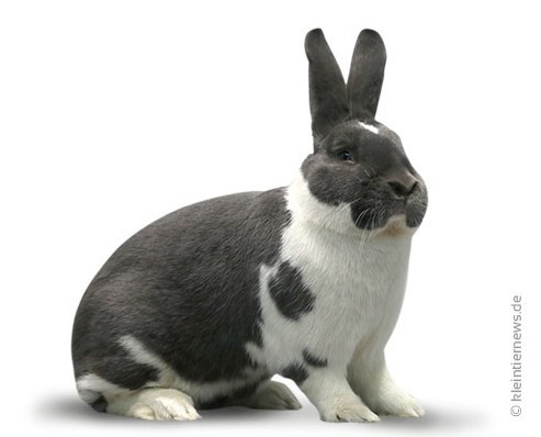  Tacheté de Mecklembourg bleu-blanc  -  Photographie Kleintiernews