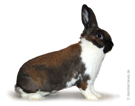 Tacheté de Mecklembourg à manteau chamois-blanc 