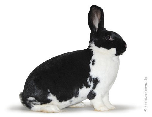   à manteau noir-blanc   