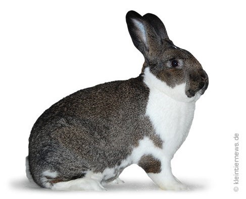 gris fer-blanc (Kleintiernews)