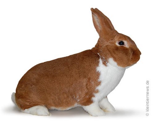  rouge-blanc (Kleintiernews)