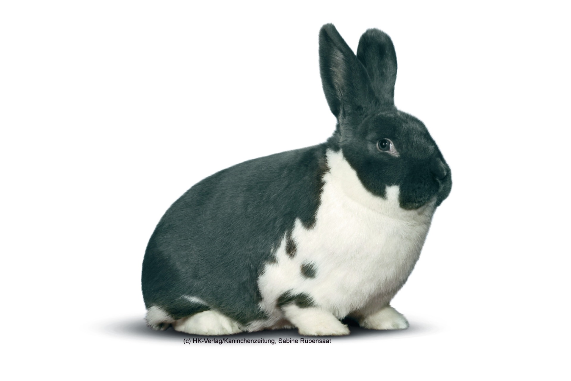 bleu-blanc (Kaninchenzeitung)