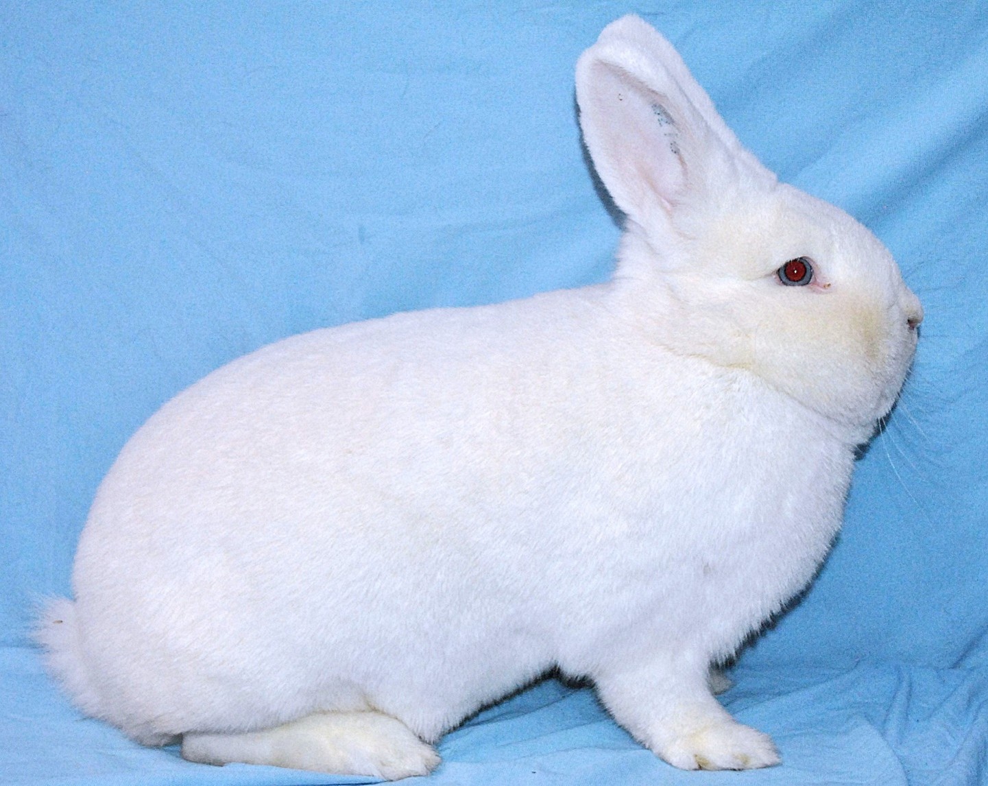  Vienne Blanc – photo Eddy MAYEUR