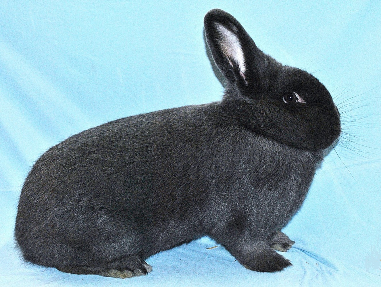                    Vienne Bleu – photo Eddy MAYEUR