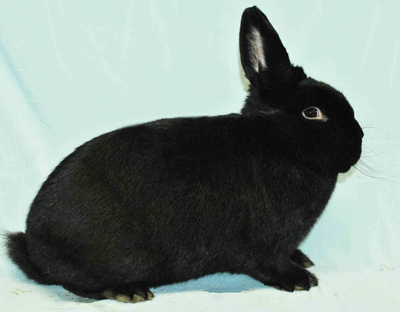                    Vienne Noir – photo Eddy MAYEUR