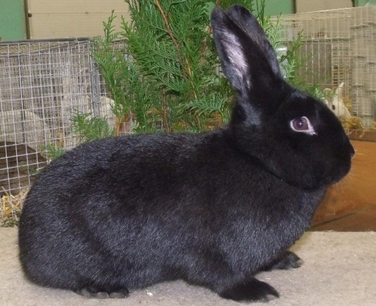 photo Samuel BOUCHER