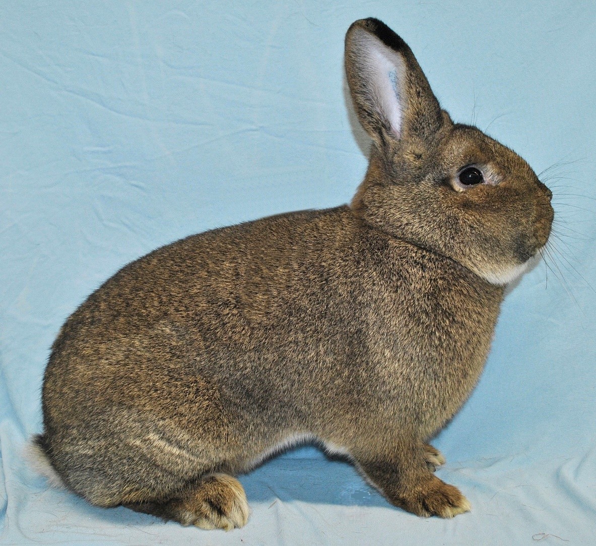                    Vienne Gris – photo Eddy MAYEUR