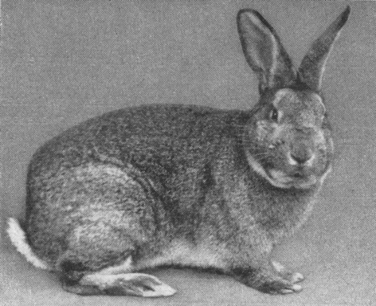 Vienne Gris illustration de l’ouvrage « Das Kaninchen » de 2959 de F. JOPPICH.