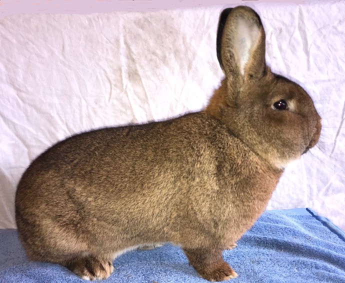    Vienne Gris – photo Vincent PERILLAT