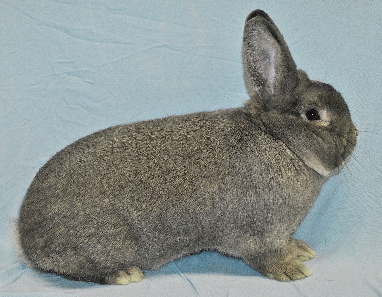 Vienne Gris Bleu – photo Eddy MAYEUR