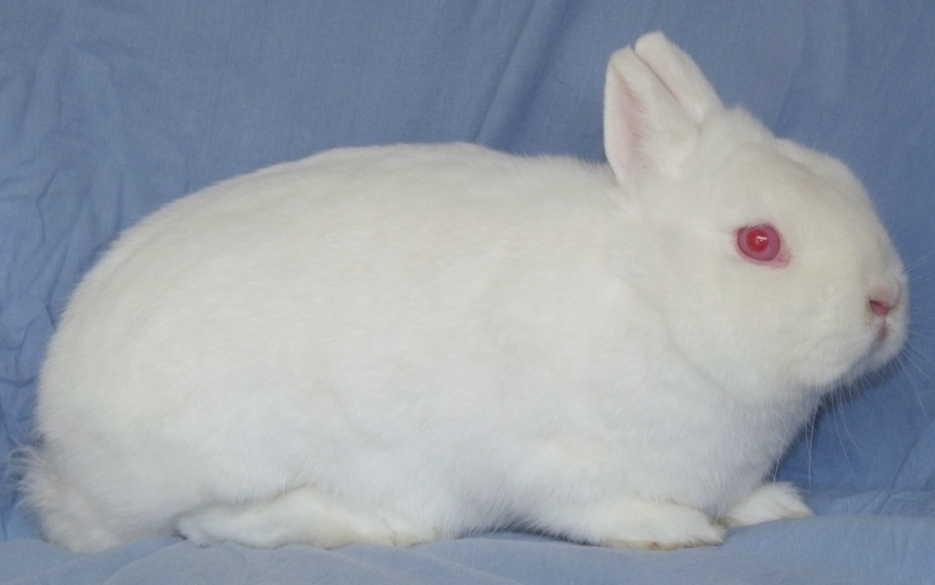 Hermine yeux roses – Eddy MAYEUR