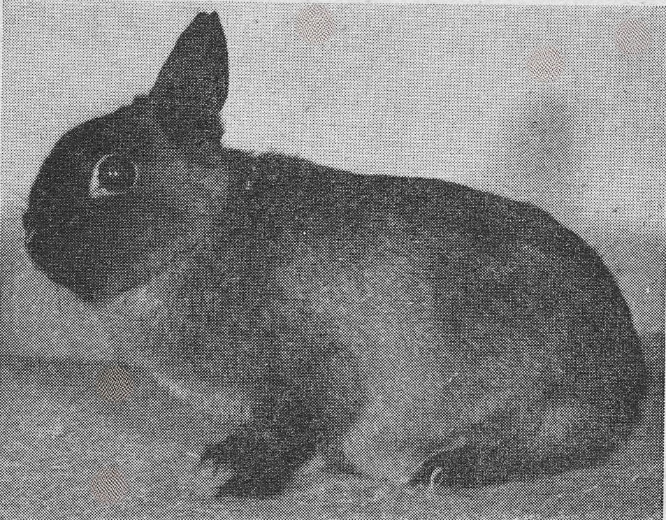 Photo du standard édité en 1963