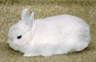 Nain cendré écru – Photo Bernard FISCHER
