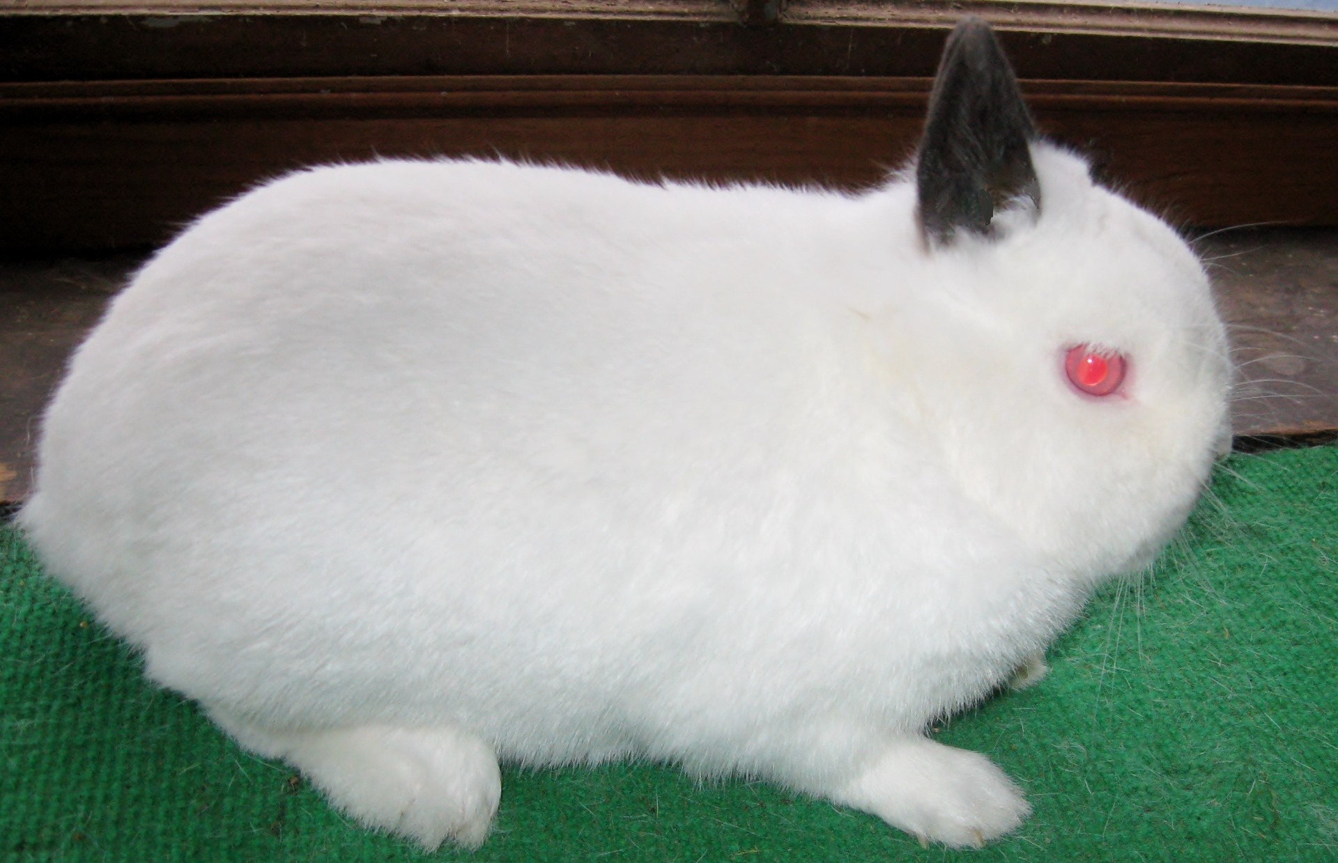 Nain à oreilles colorées noires (dit de Lutterbach)