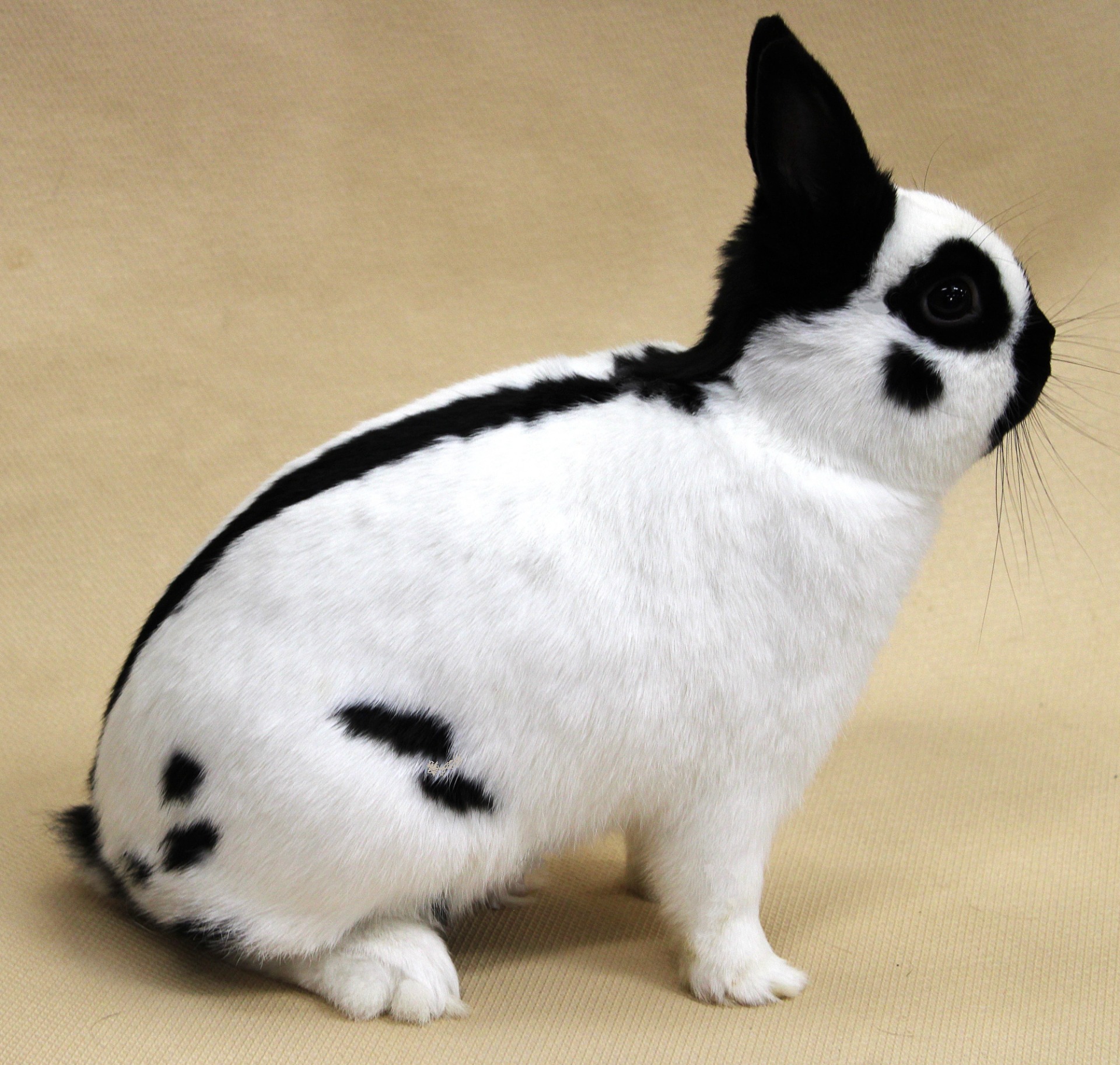 Nain Papillon noir -  Photo Philippe GINFRAY