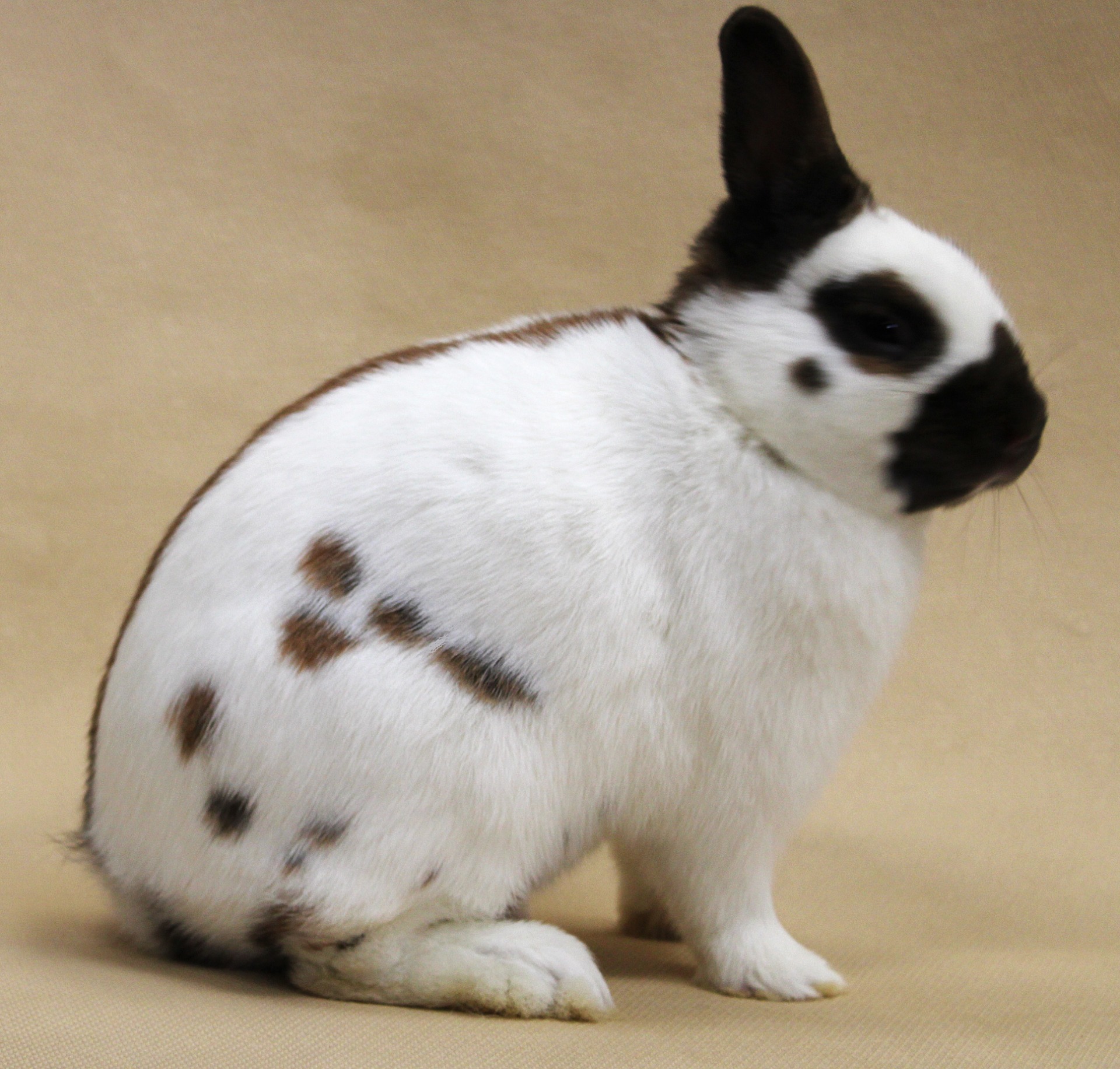   Nain Papillon chamois – Philippe GINFRAY