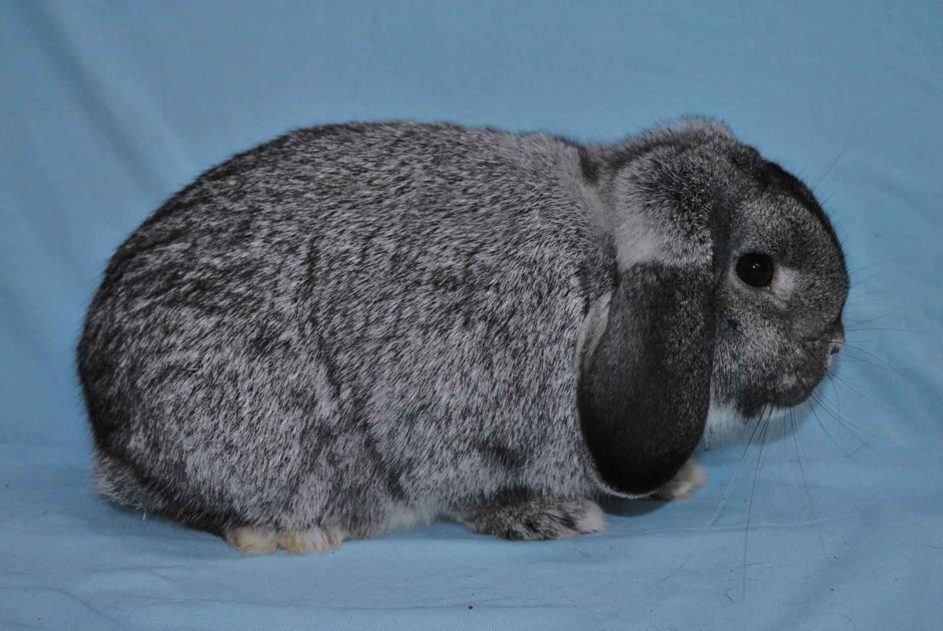 Nain Bélier Chinchilla - Photo Eddy MAYEUR