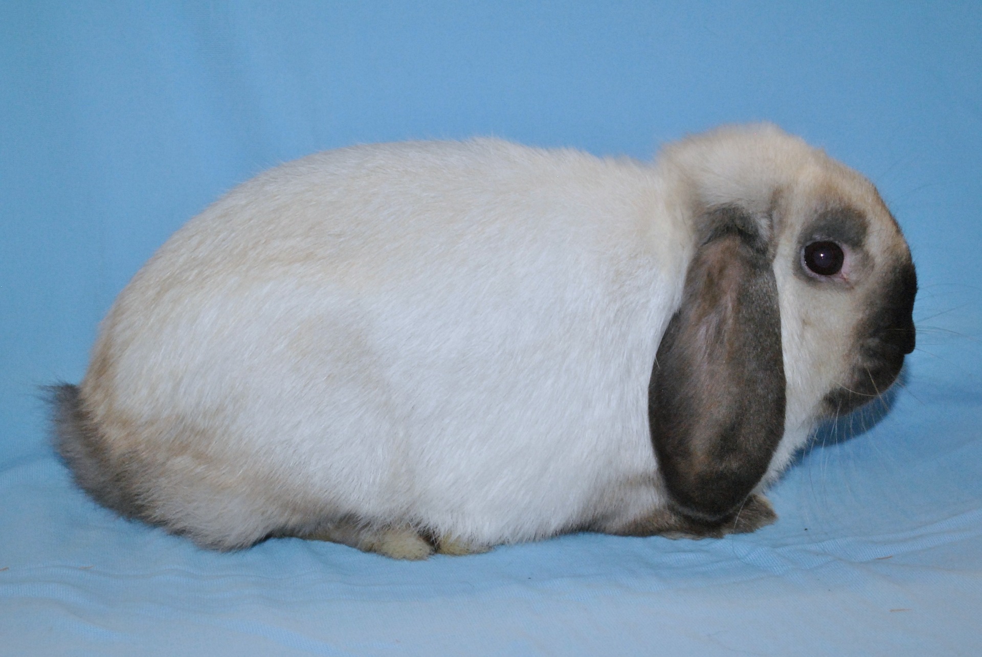 Nain Bélier siamois – Eddy MAYEUR