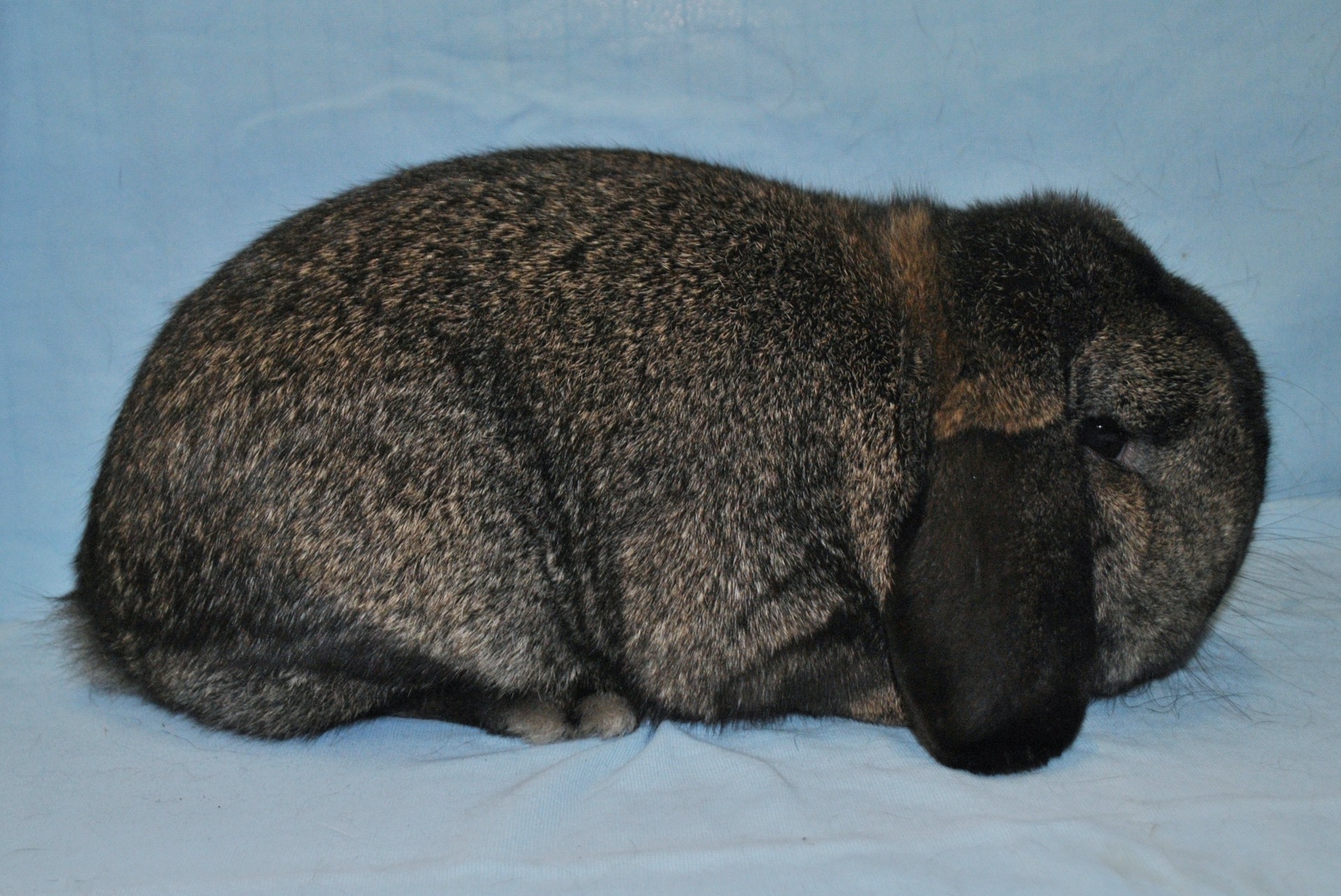 Nain Bélier gris fer – Eddy MAYEUR