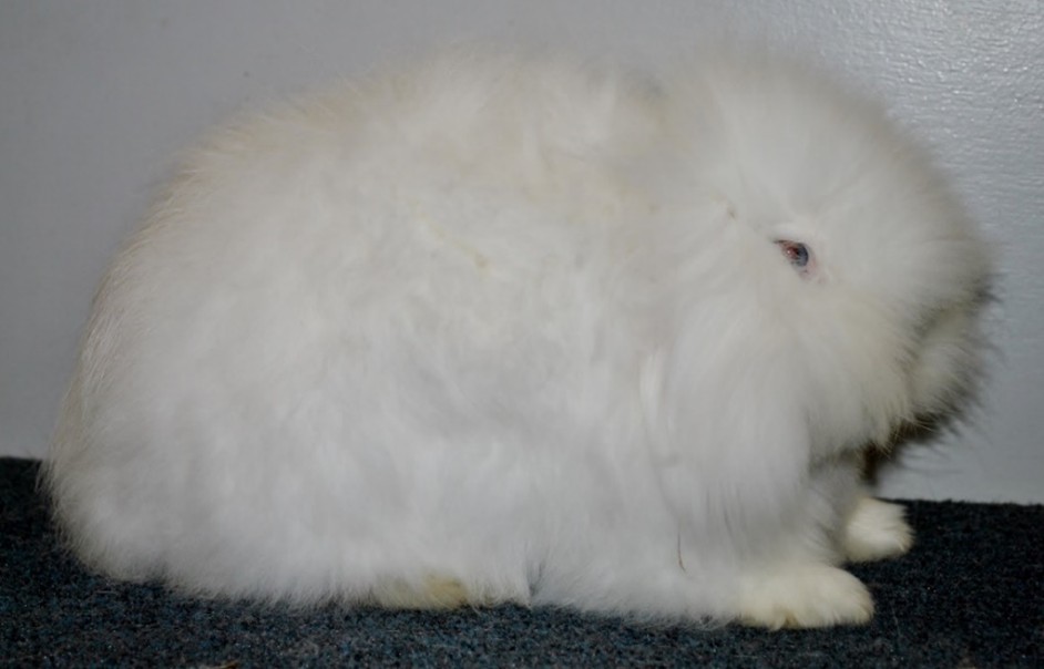 Nain Bélier Angora blanc yeux bleus – Photo Eddy MAYEUR