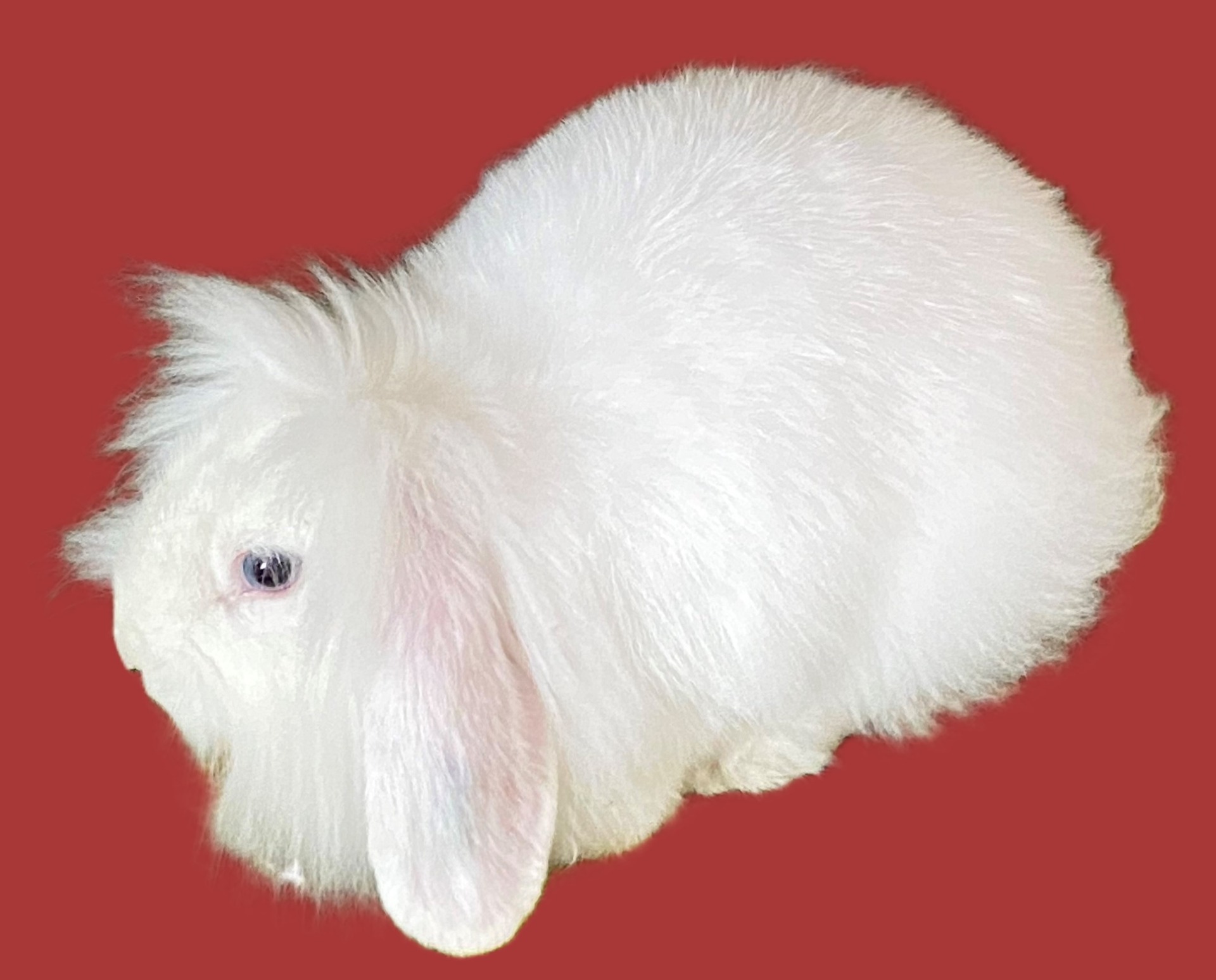 Nain Bélier Tête de Lion blanc yeux bleus - Photo Lydie ROSE